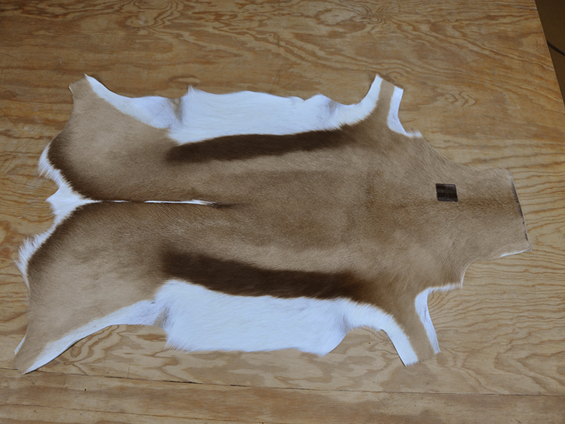 <p>Peau de prestige variant de l&#39;ocre au brun fonc&eacute;, bordures blanches.</p>

<p>Dimensions approximatives : L. 90cm x l. 60cm</p>

<p>Cette peau peut ressembler &agrave; une peau de ch&egrave;vre mais a un contact beaucoup plus doux. Se caract&eacute;rise par une petite crini&egrave;re dorsale&nbsp;typique d&#39;une antilope (Springbok en anglais).</p>

<p>Notre conseil : Cette peau est id&eacute;ale en descente de lit ou simplement en d&eacute;coration (murale, sur une chaise, un canap&eacute; ou sous une table basse).</p>

